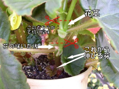 リーガースベゴニア エラチオールベゴニア 育て方 花図鑑05