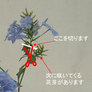 プルンバーゴ・プランバーゴ・ルリマツリ・育て方・花図鑑08